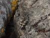 Calliptamus sp.